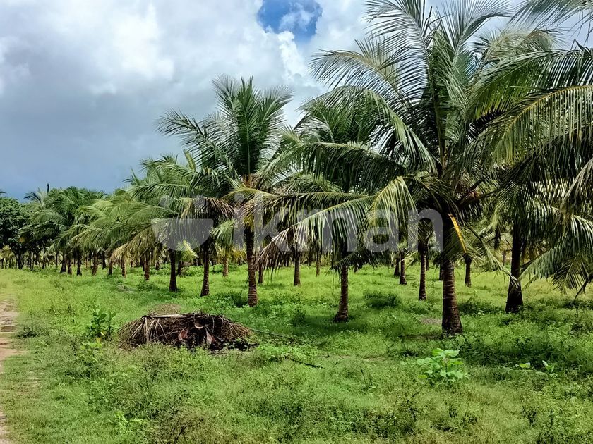 20 ACRE COCONUT LAND FOR SALE IN PUTTALAM - CL547 | ikman