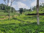 20 Acres Land with Tea For Sale in Pitigala, Boraluhena - EL20