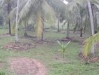 20 acres of coconut estate for sale in Madampe