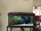 20 Inch Fish Tank with Full Setup