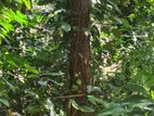 20-Perch Land - 1.4 Km from Kadawatha Highway