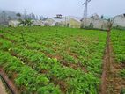 20-Perch Land for Sale at Kudaoya, Near Nuwara Eliya Town.