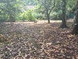20 Perch Land for Sale in Mahawatta, Kundasale
