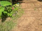 20 Perch Land with Old house for Sale In Boralesgamuwa. KIII-A1