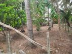 20 Perches Land for Sale in Daluwakotuwa