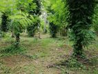 20 Perches Land for Sale in Mirigama (SSPL-157)