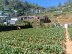 20 Perches of Bare Land for Sale in Nuwara Eliya