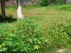 20 Perches Prime Land for Sale - Ratmalana
