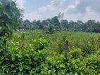 200 PERCH LAND FOR SALE in PUGODA -HANWELLA