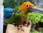 Sun Conure Bird