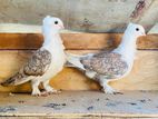 Pigeons