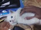 Persian Cat