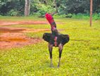 Burma Rooster