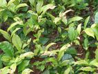 Tea Plants