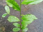 තේ පැල