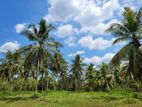 21 Acres - Coconut Estate for Sale in Kuliyapitiya CP34951
