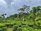 21 acres Land For Sale in Deniyaya (SSPL-303)