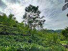 21 acres Land For Sale in Deniyaya (SSPL-303)