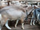 Farm Goat