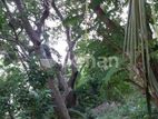 210 Perch Tourism Land for Sale In Dodampahala, Dikwella CGGG-A2