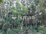 210 Perch Tourism Land for Sale In Dodampahala, Dikwella CGGG-A2