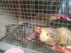 Guinea Pigs