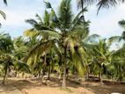 212 Perch Coconut Land for Sale – Hettipola