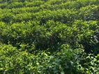 22 Acres Tea Estate For Sale in Kithulgala