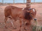 Farm Cow