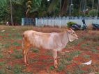 Farm Cow