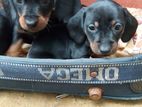 Dachshund Puppies