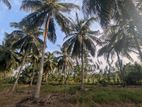 2.25 Acres Coconut Land with Paddy Field, Mirihanegama