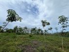 2.25 Acres Rubber Estate for Sale in Aluthgama