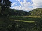 23+ Acre Estate for Sale Hataraliyadda