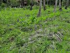 23 Acres Coconut Land for Sale – Katupotha, Kurunegala - ISH/L/0018