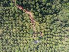 24-Acre Coconut Estate with Development Potential in Kegalle | SL14676