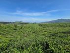 24-Acre Scenic Land for Sale in Glenloch, Pussellawa - THI030L
