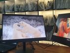 24" Inch Lenovo Thinkvision T24D Frameless IPS HDMI Slim Monitor