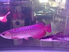 24 k arowana