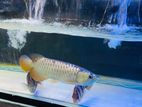 24 K Golden Arawana Fish