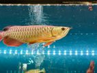 24 Kt Golden Arowana