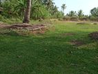 240 perch Land For Sale Minuwangoda Gampaha