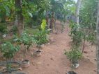 240 Perches Coconut Land For Sale in Pannala (SSPL-484)