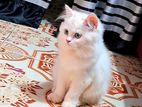 Persian Cat