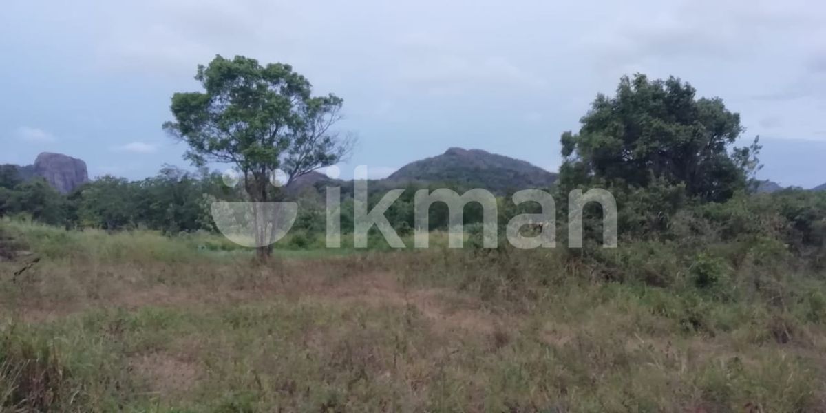 242P Land for Sale in near Kumbukkandanwala, Dambulla (SL 13896) ikman