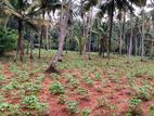 244perch investment land for sale in gampaha, kahatana
