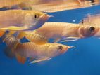 24K Cross Back Arowana Fish