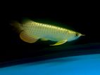 24k Cross Back Arowana