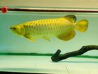 Cross Back Arowana