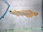 24K Cross Back Golden Arowana